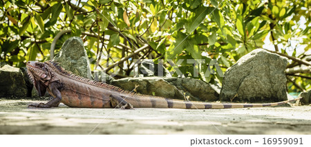 Iguana 16959091