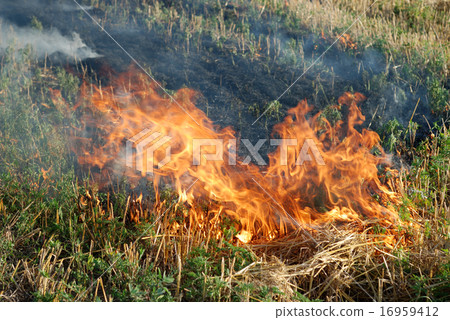 Fire in the dry grass field 16959412