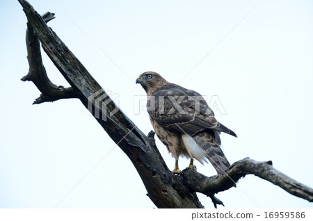 蒼鷹 16959586