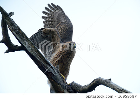 蒼鷹 蒼鷹 16959587