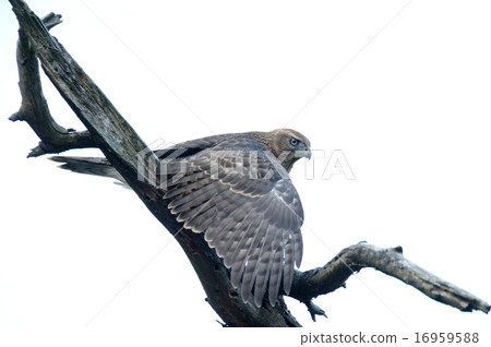 蒼鷹 16959588