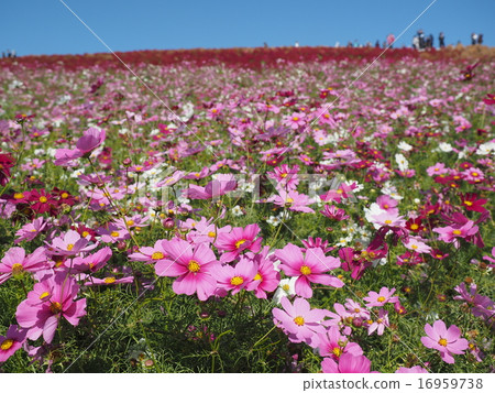 Cosmos on one side 16959738
