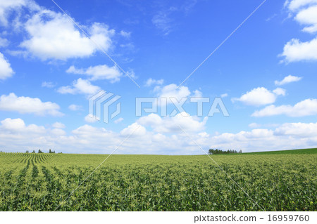 Hokkaido Biei-cho vast corn field and cotton cloud Hokkaido Biei-cho vast corn field and cotton cloud 16959760