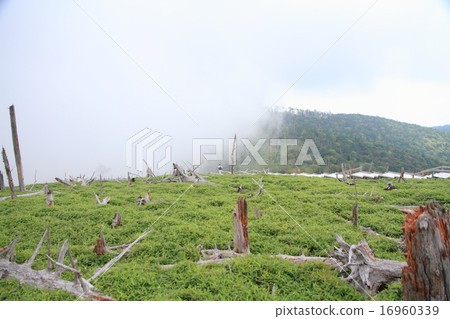 Let's walk in the mountains Let's walk in the mountains 16960339