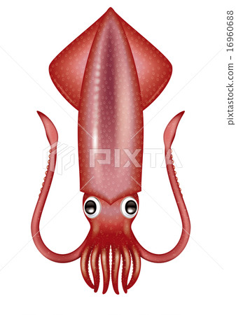Squid illustration / Red squid, American blue-eyed squid, true squid, squid meika 16960688