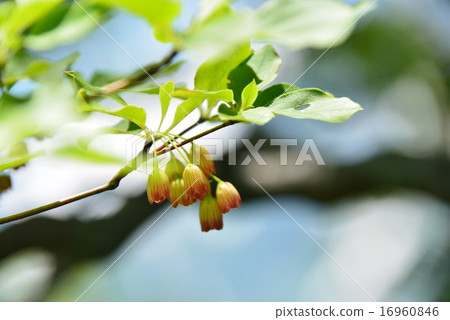 Salasa Doudin Salasa Doudin 16960846