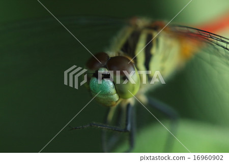 Creatures Insects Mycocaine, its name is also pretty red dragonfly, but when you approach it and a stubborn ... 16960902