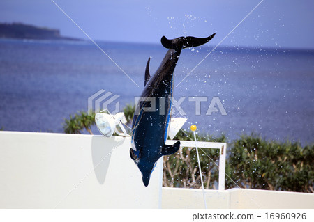 海豚 海豚 16960926