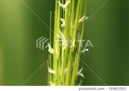 Natural plants McComo, young ears just freshly raised 16961063