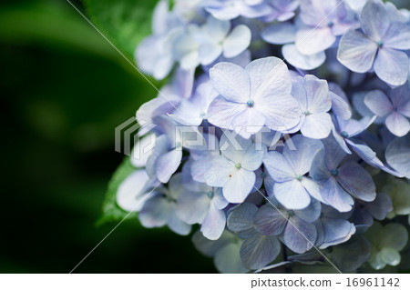 Hydrangea 16961142