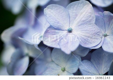Hydrangea 16961143