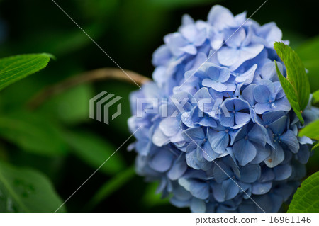 Hydrangea Hydrangea 16961146