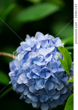 Hydrangea Hydrangea 16961147