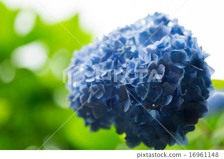 Hydrangea Hydrangea 16961148