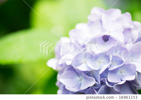 Hydrangea 16961153