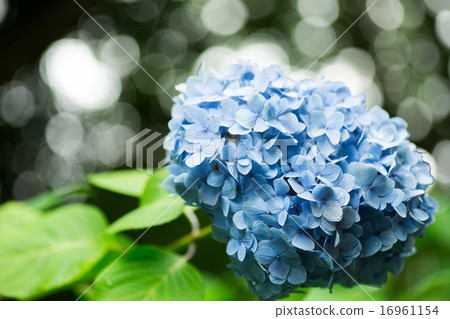 Hydrangea 16961154