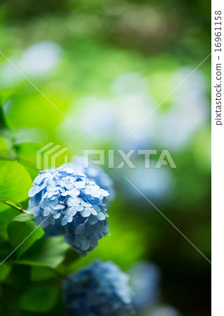 Hydrangea 16961158