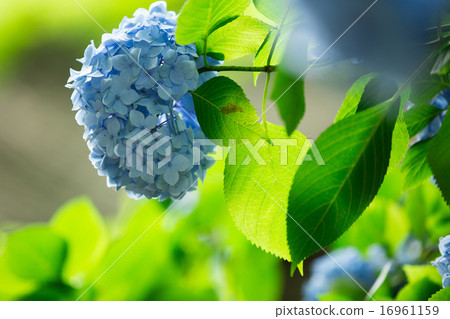 Hydrangea 16961159