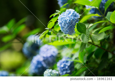 Hydrangea 16961161