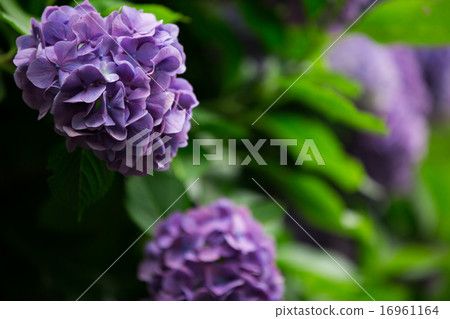 Hydrangea 16961164
