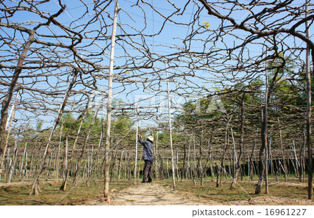 People care vine at vine garden People care vine at vine garden 16961227