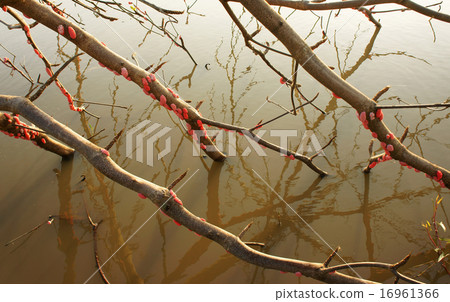 Oc buou vang egg, Pomacea canaliculata 16961366