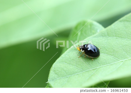 生物昆蟲Pteridophago tentou,各種體色的瓢蟲。我在哪裡吃蚜蟲 生物昆蟲Pteridophago tentou,各種體色的瓢蟲。我在哪裡吃蚜蟲 16961450