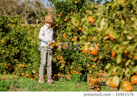 Portrait of attractive cute young boy picking mandarins at citrus farm on sunny summer day 16961576