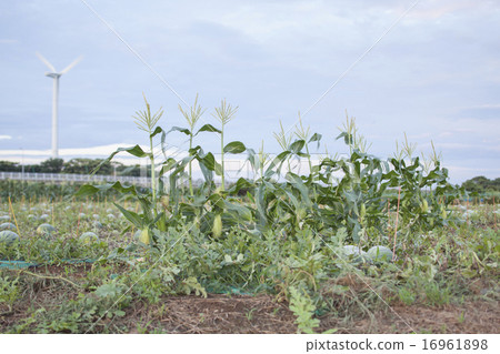 Corn landscape Corn landscape 16961898