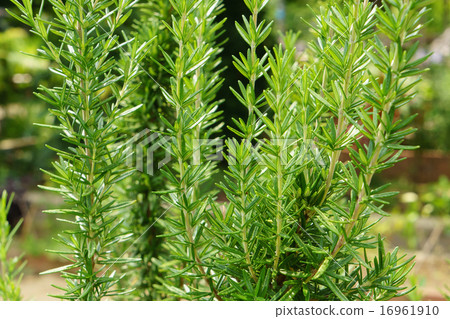 rosemary, no people, organic 16961910