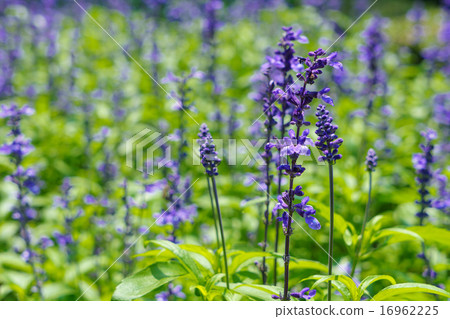 Blue salvia 16962225