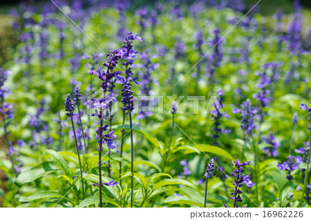 Blue salvia 16962226