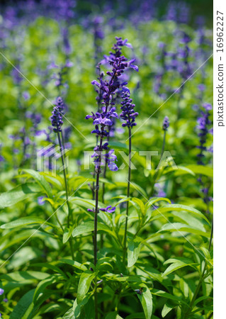 Blue salvia 16962227