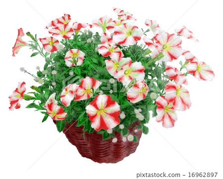 Petunia 16962897