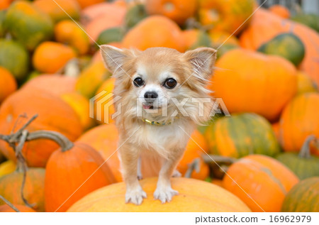 秋收，萬聖節南瓜和可愛的吉娃娃 16962979