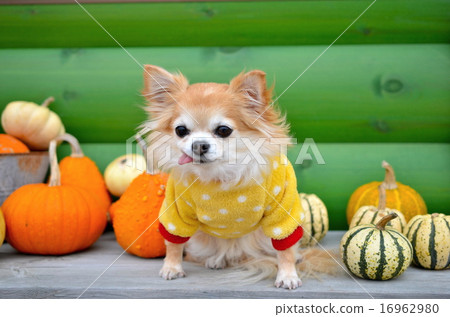 秋收，萬聖節南瓜和可愛的吉娃娃 16962980