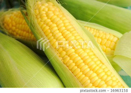 Corn Corn 16963158