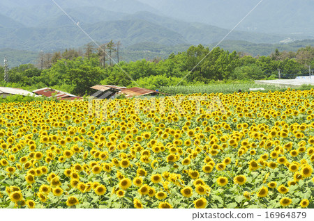 Sunflower of Hoku Dori 16964879