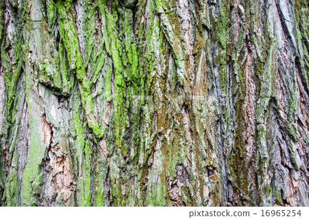 Close up of the tree bark with green moss 16965254