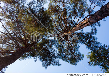 Silhouettes of two pine trees 16965283
