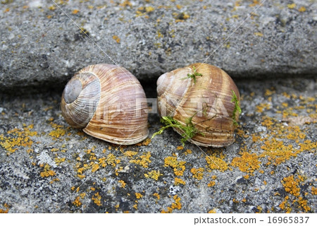 two snails on the stone stairs two snails on the stone stairs 16965837