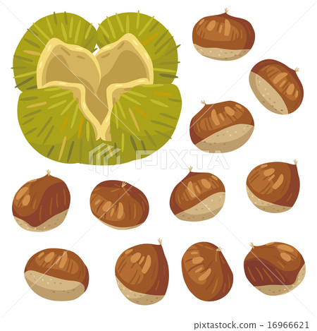 板栗02 板栗02 16966621