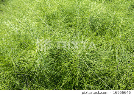 Horsetail plants 16966646