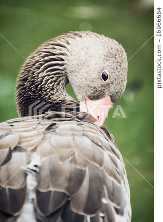 Greylag goose (Anser anser) Greylag goose (Anser anser) 16966664