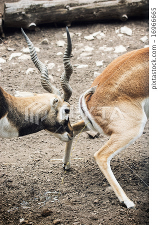 Pair of Blackbuck (Antilope cervicapra) Pair of Blackbuck (Antilope cervicapra) 16966665