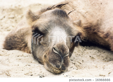 Bactrian camel lying and relaxing in the sand by summer Bactrian camel lying and relaxing in the sand by summer 16966666