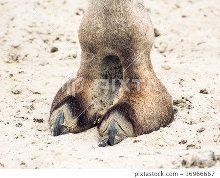Camel's hoof detail Camel's hoof detail 16966667