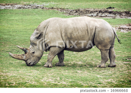White rhinoceros side view 16966668