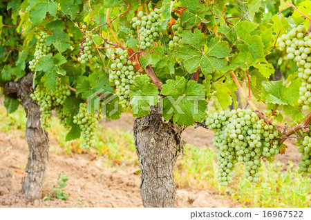 white grapes hanging on a vine old 16967522