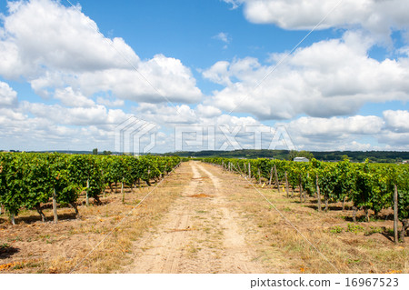 landscape of vineyards in the Loire Valley France landscape of vineyards in the Loire Valley France 16967523